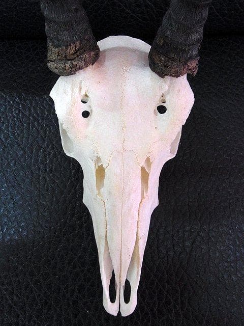 マウンテンリードバック　スカルホーン