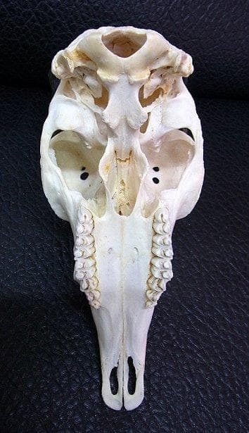 マウンテンリードバック　スカルホーン