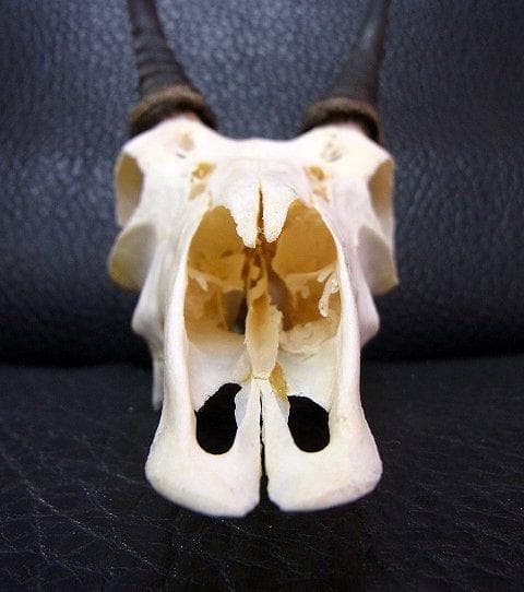 マウンテンリードバック　スカルホーン