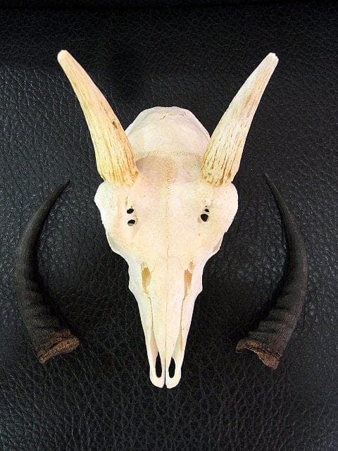 マウンテンリードバック　スカルホーン