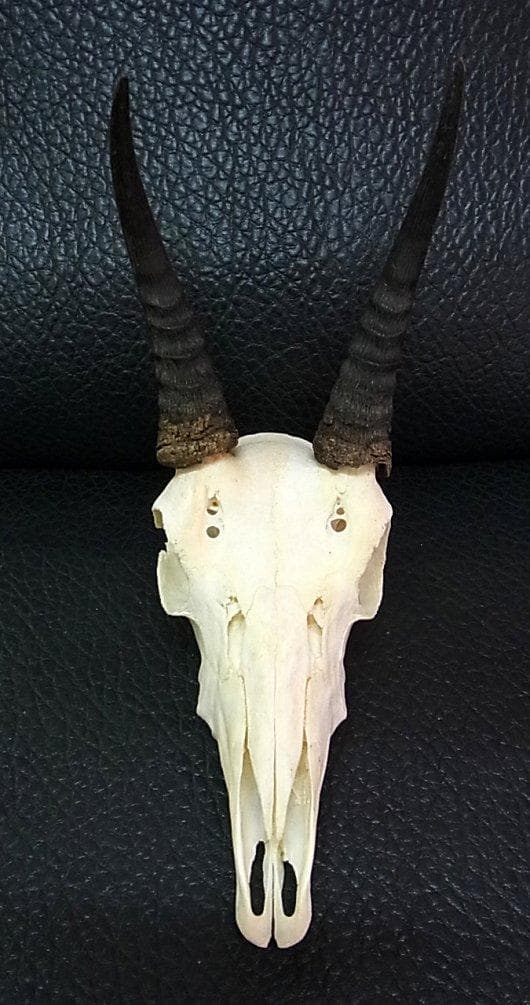 マウンテンリードバック　スカルホーン