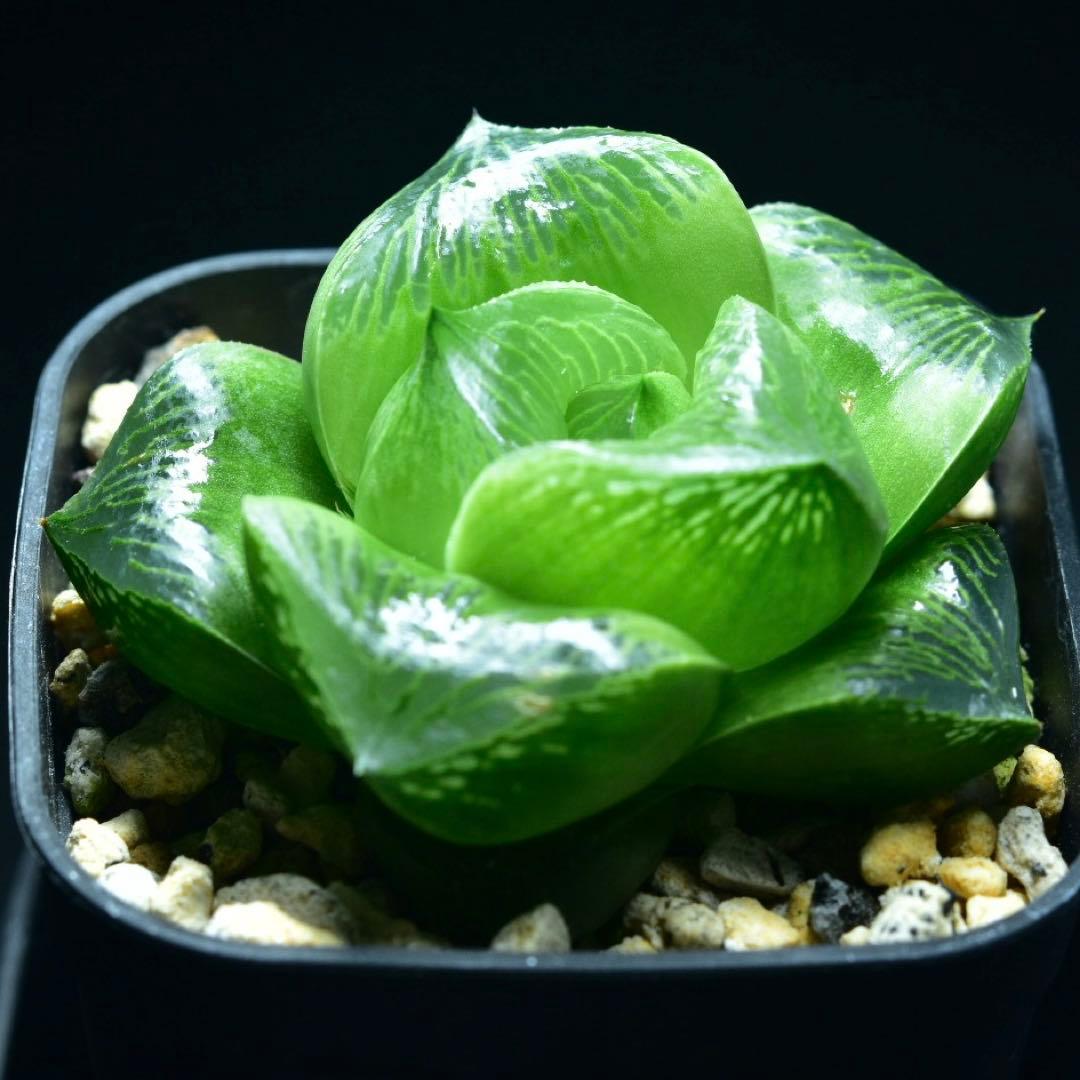 ①SP実生　ハオルチア　多肉植物