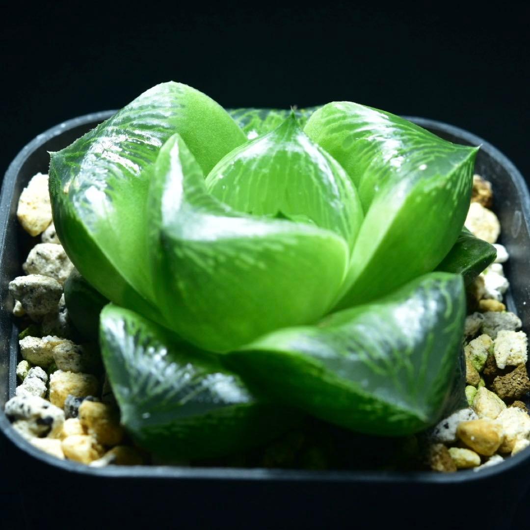 ①SP実生　ハオルチア　多肉植物