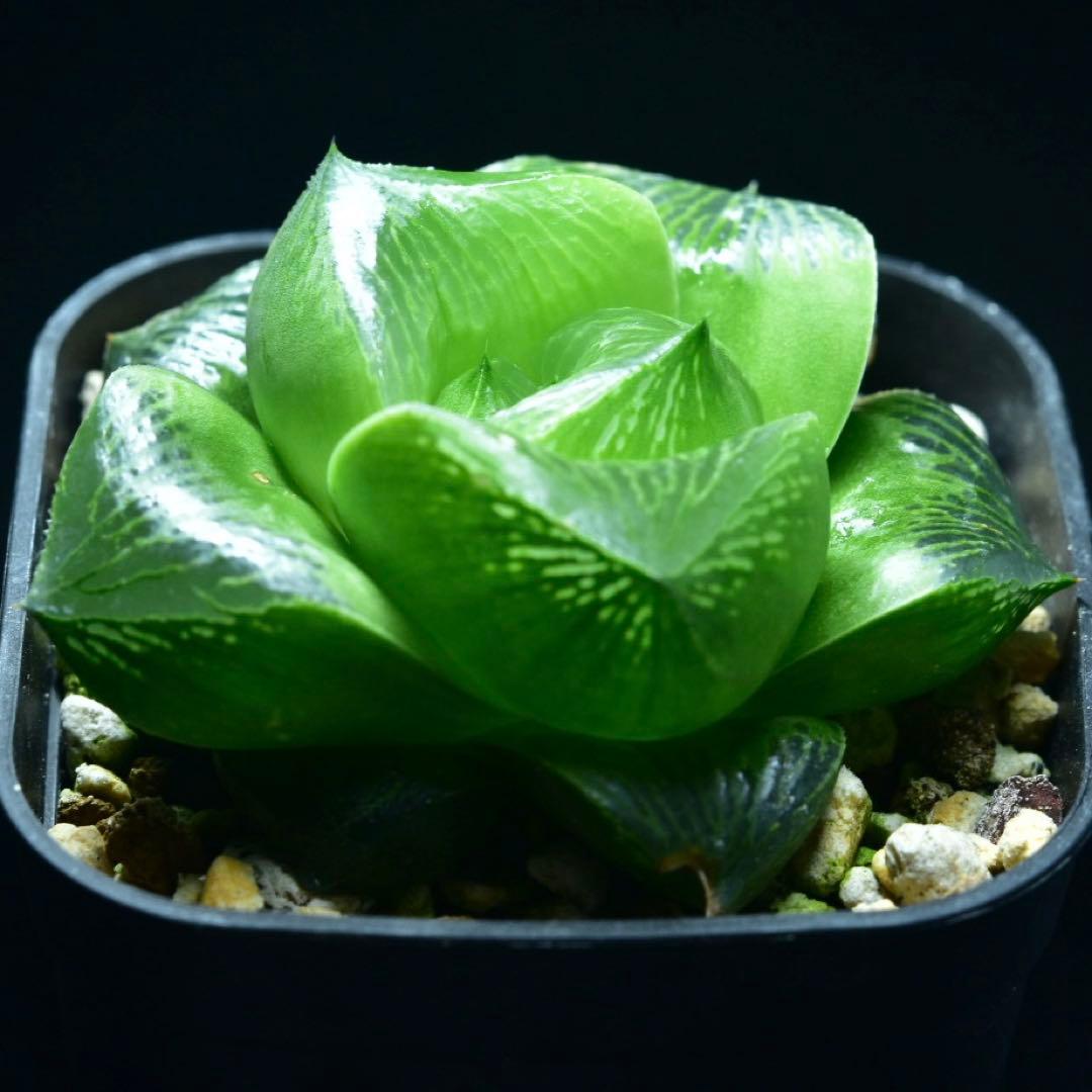①SP実生　ハオルチア　多肉植物