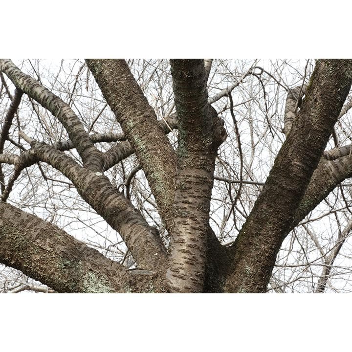 【箱・付属品完備】Canon EOS 5D Mark III レンズセット