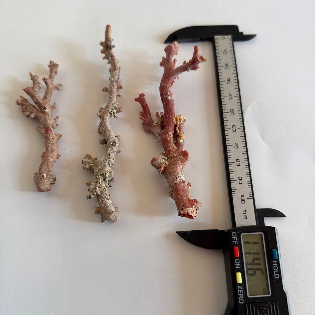 天然珊瑚枝　30.2g