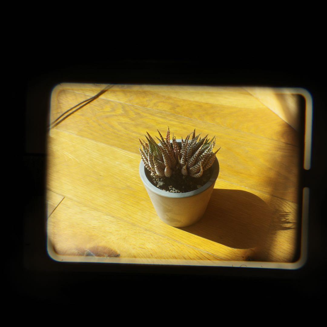 OLYMPUS XA2 美品　正常動作確認済み