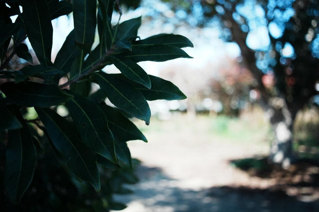 【整備＆テスト済】SMC PENTAX-M 28mm F3.5 365