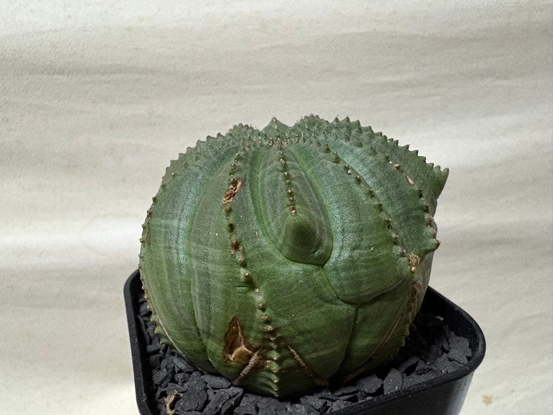 オベサ　多稜　7.5cm幅