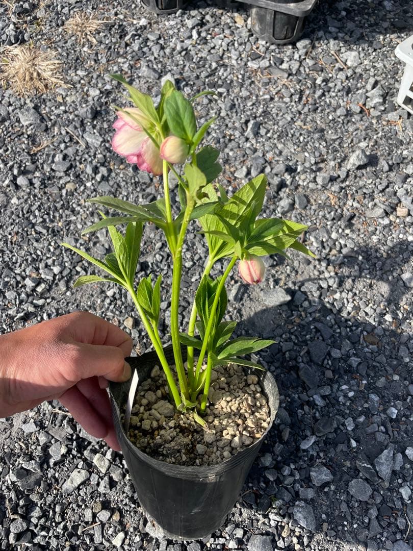 26-182 プリマヴェーラホワイトゴールド クリスマスローズ 加藤農園