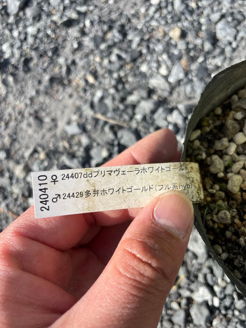 26-182 プリマヴェーラホワイトゴールド クリスマスローズ 加藤農園