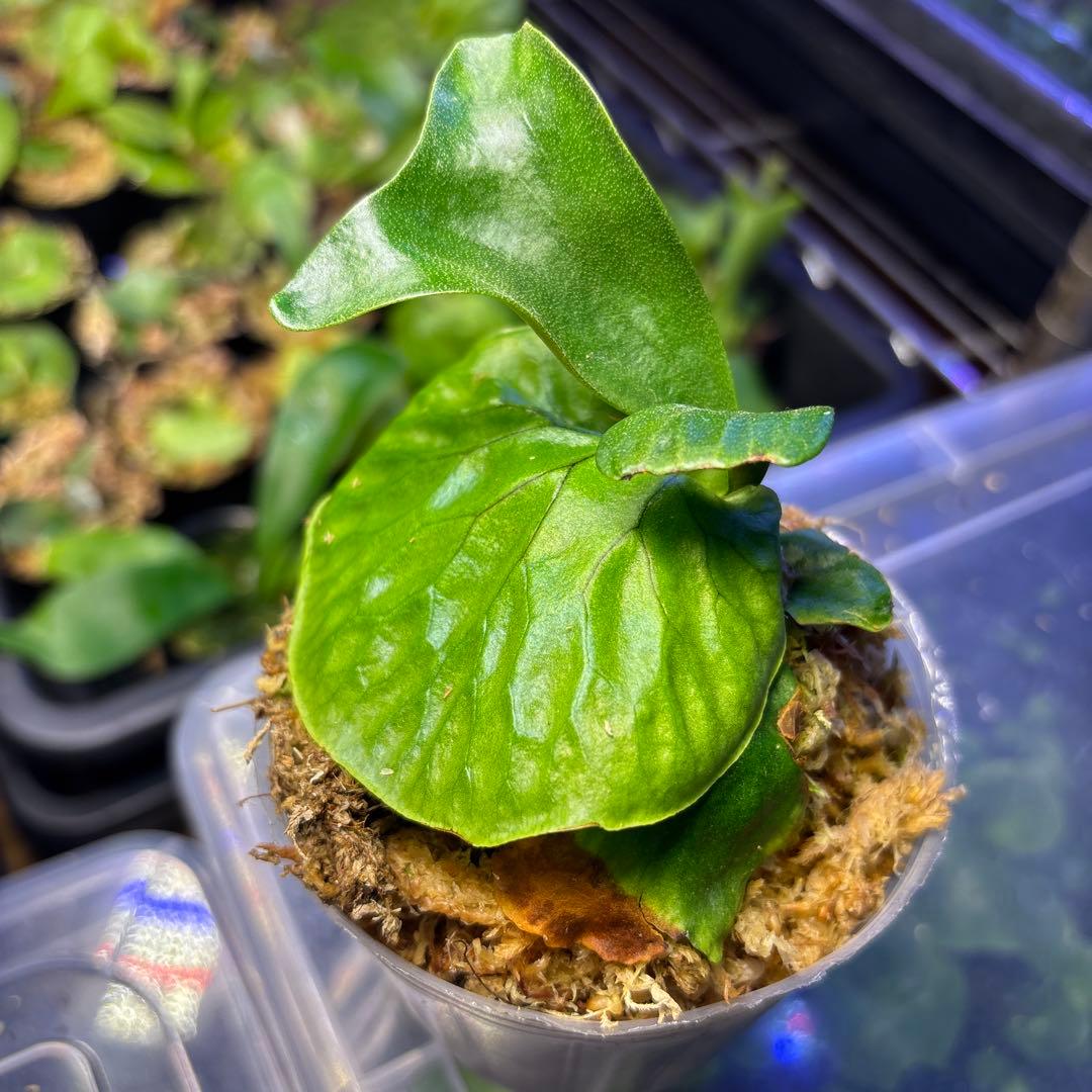 マダガスカリエンセ　胞子培養　ビカクシダ