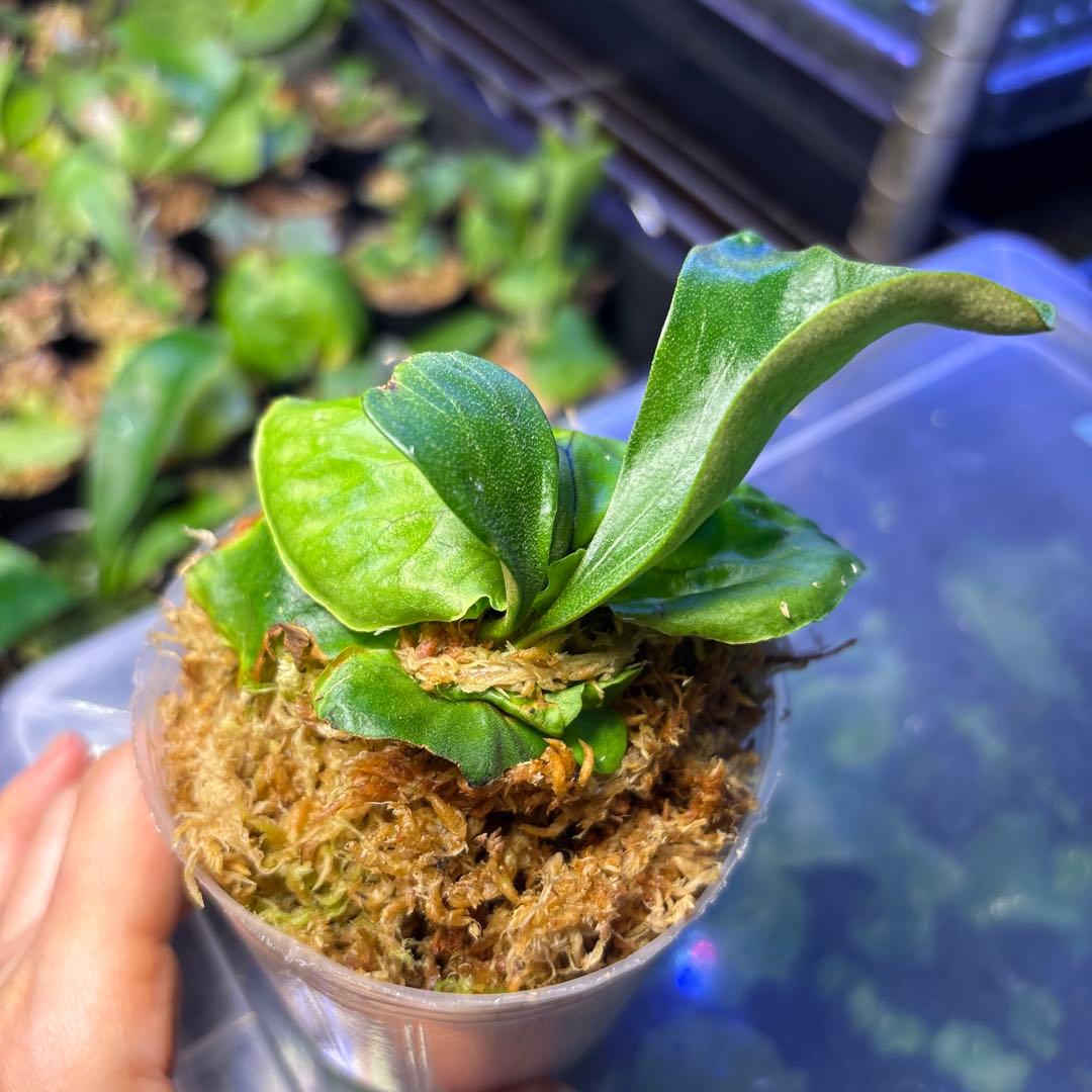 マダガスカリエンセ　胞子培養　ビカクシダ