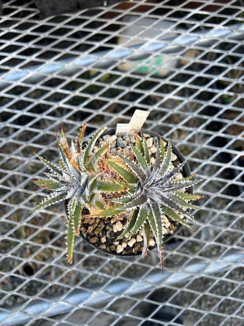 DBディッキア Dyckia Arizona x BS small #118 ⑵