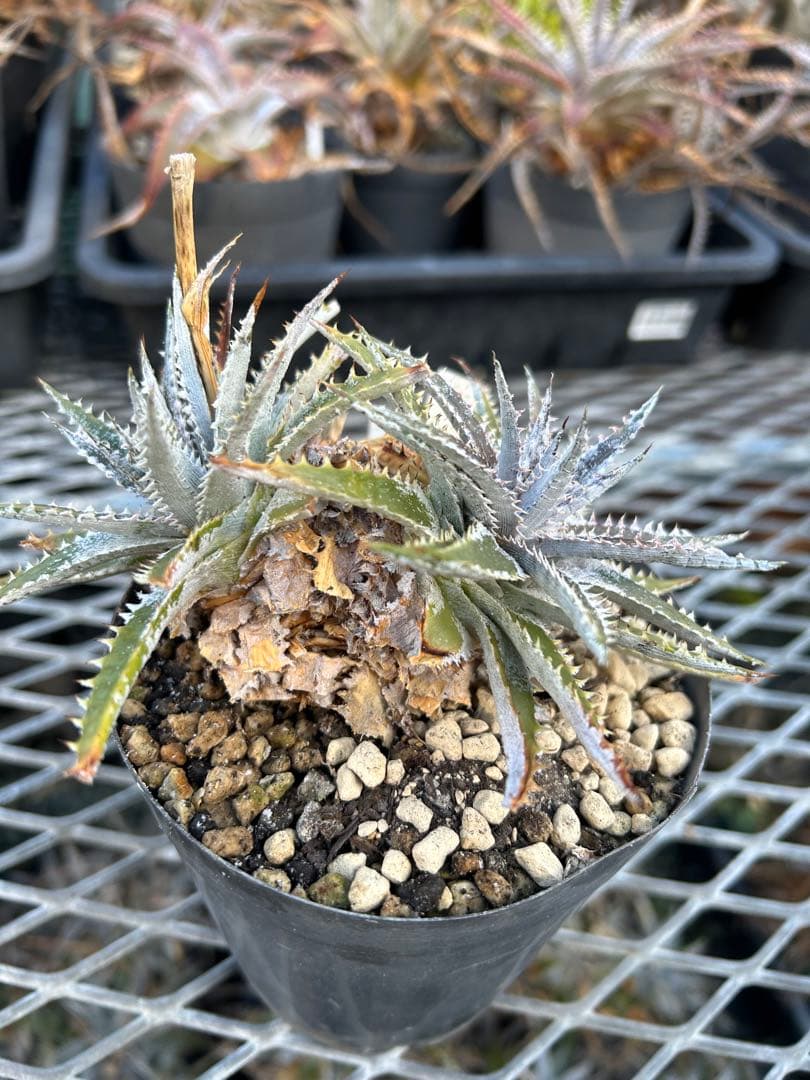 DBディッキア Dyckia Arizona x BS small #118 ⑵