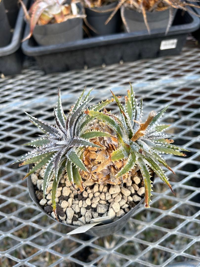 DBディッキア Dyckia Arizona x BS small #118 ⑵
