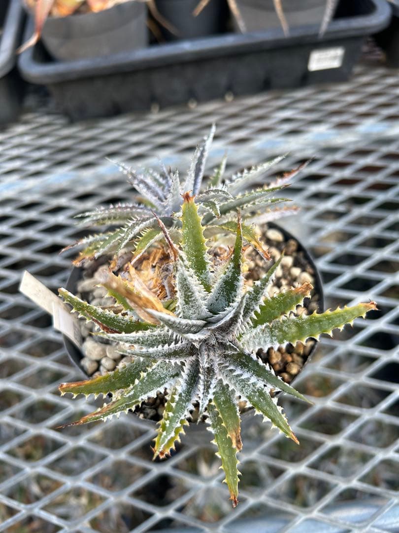 DBディッキア Dyckia Arizona x BS small #118 ⑵