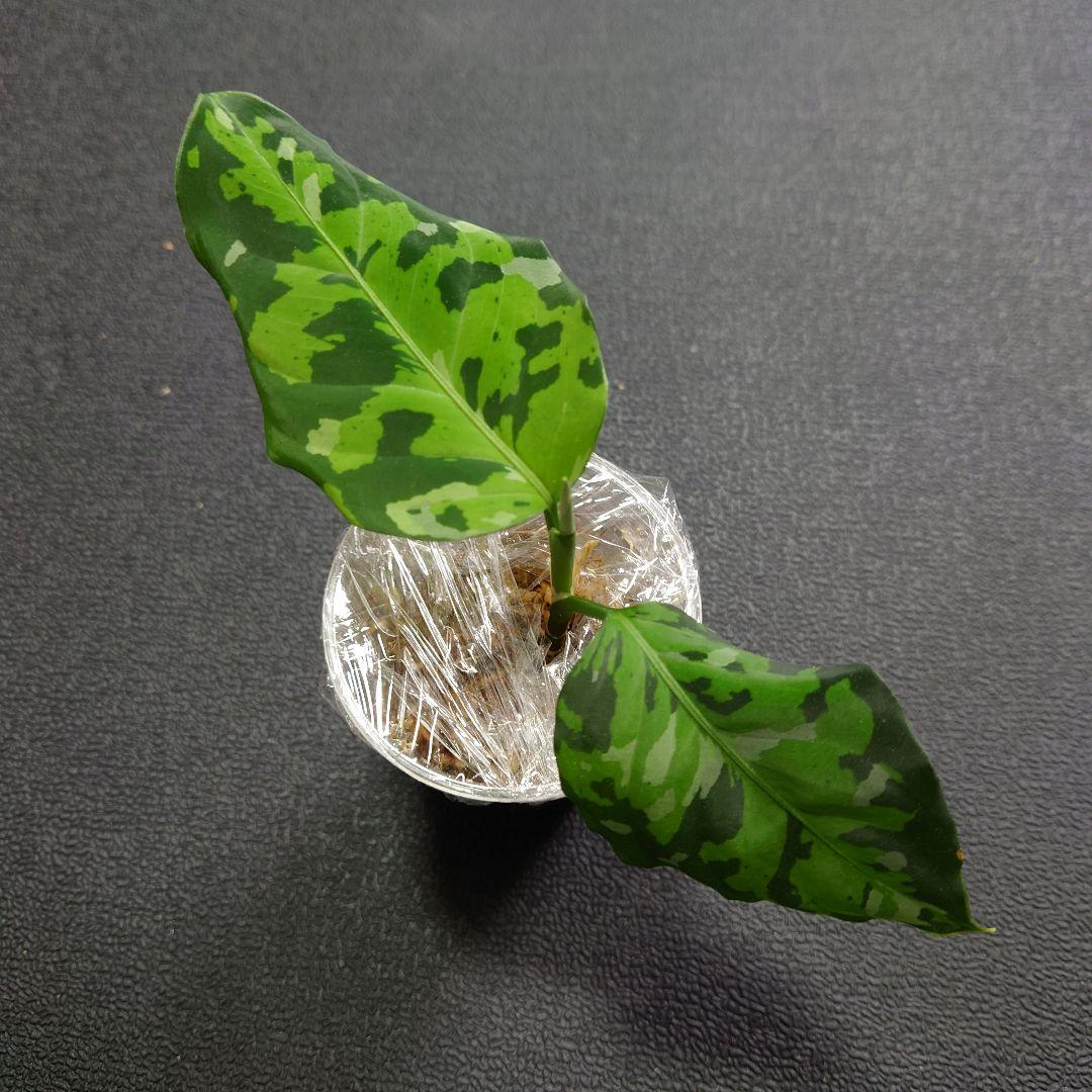 15 アグラオネマ　ピクタム　トリカラー　アンダマン　ポートブレア便　北部地域産