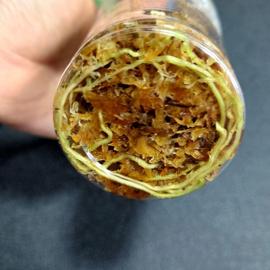 15 アグラオネマ　ピクタム　トリカラー　アンダマン　ポートブレア便　北部地域産