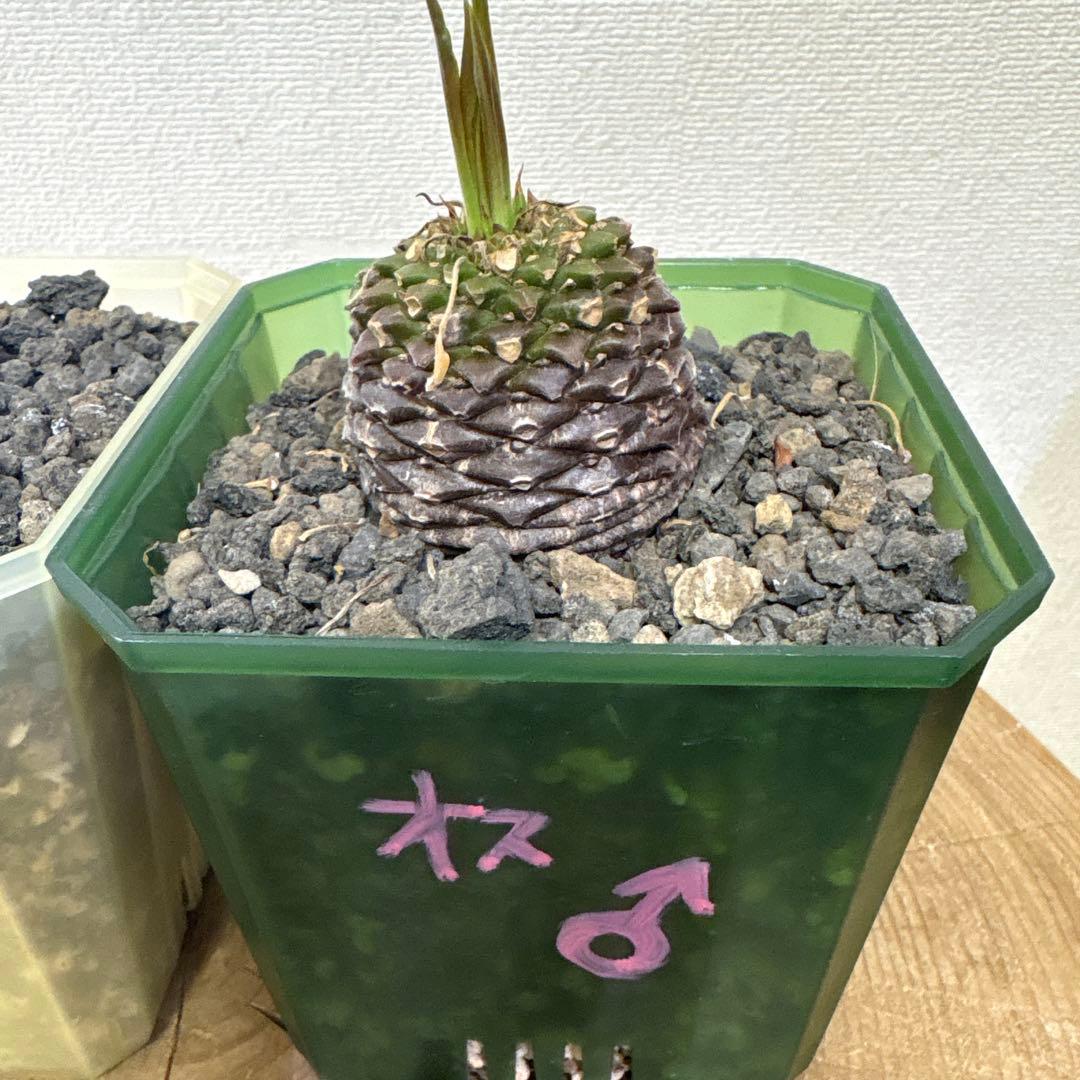 鉄甲丸　オスメス　雄雌セット　ラスト出品