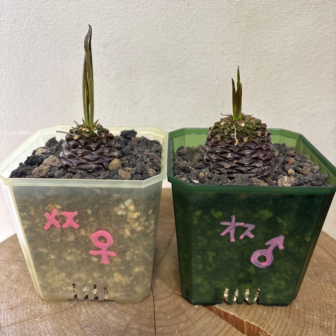 鉄甲丸　オスメス　雄雌セット　ラスト出品