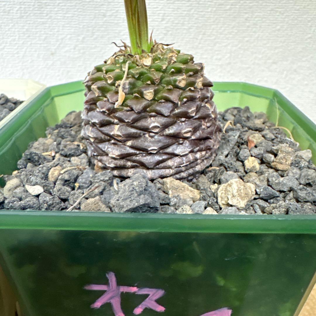 鉄甲丸　オスメス　雄雌セット　ラスト出品