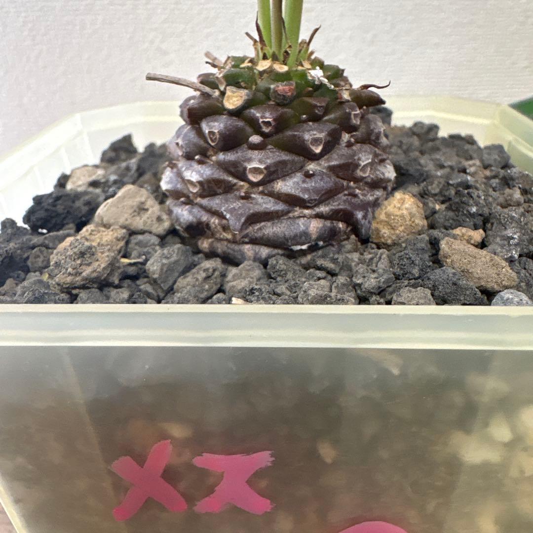 鉄甲丸　オスメス　雄雌セット　ラスト出品