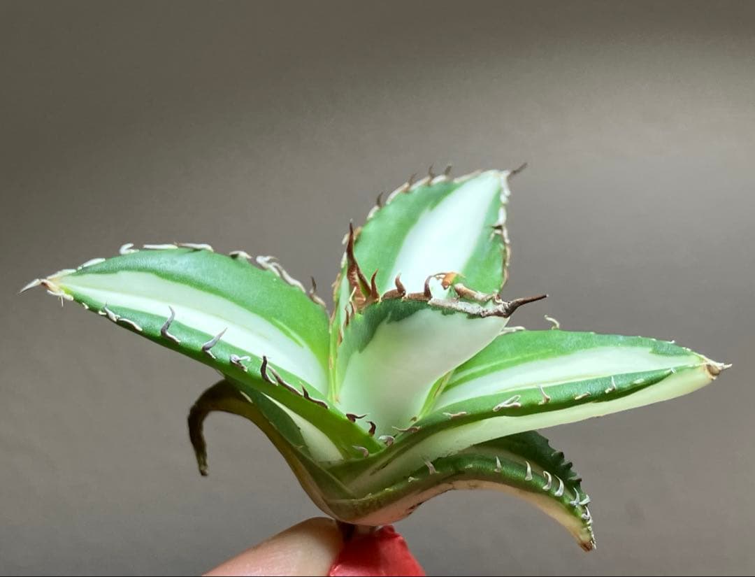 ぱ*る様 【オークション】⑧太斑　アガベ　太陽神錦　白中斑　TC 根付き