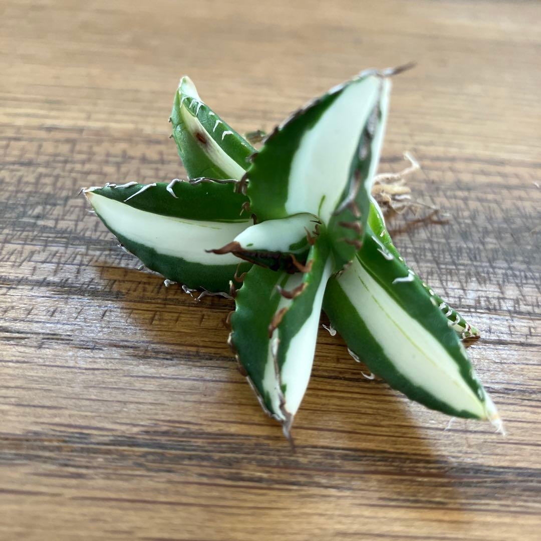 ぱ*る様 【オークション】⑧太斑　アガベ　太陽神錦　白中斑　TC 根付き