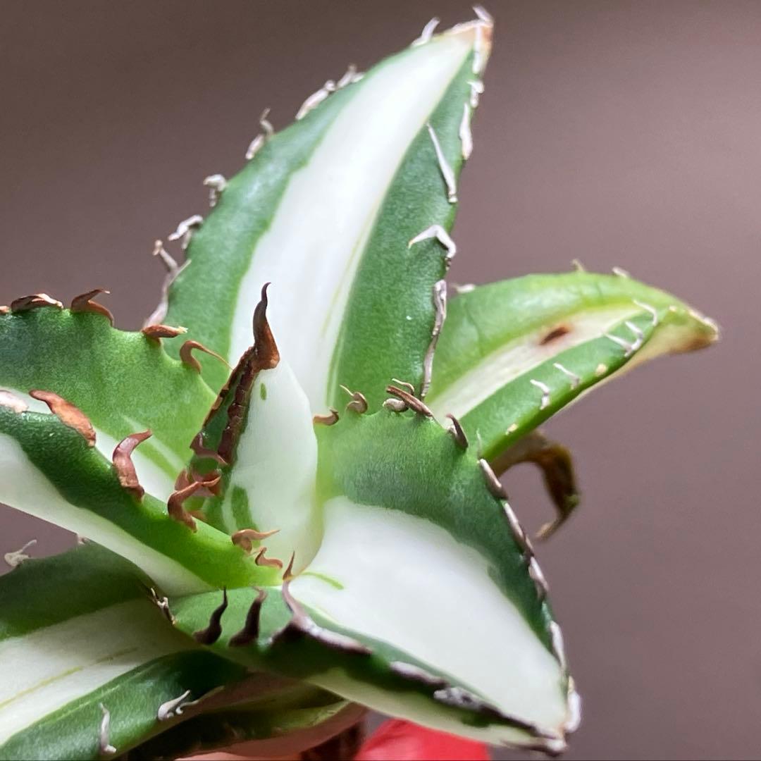 ぱ*る様 【オークション】⑧太斑　アガベ　太陽神錦　白中斑　TC 根付き