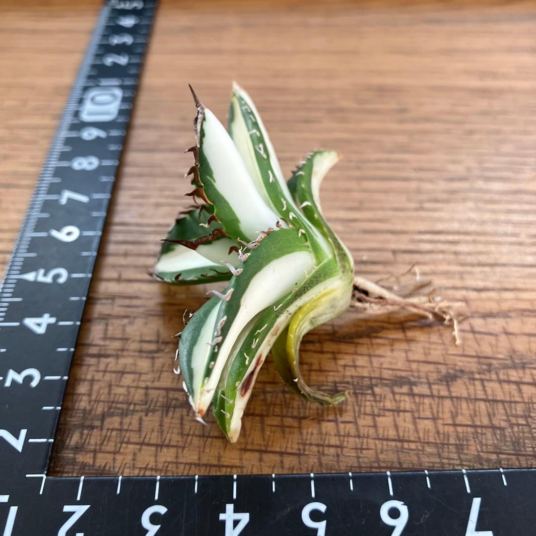 ぱ*る様 【オークション】⑧太斑　アガベ　太陽神錦　白中斑　TC 根付き