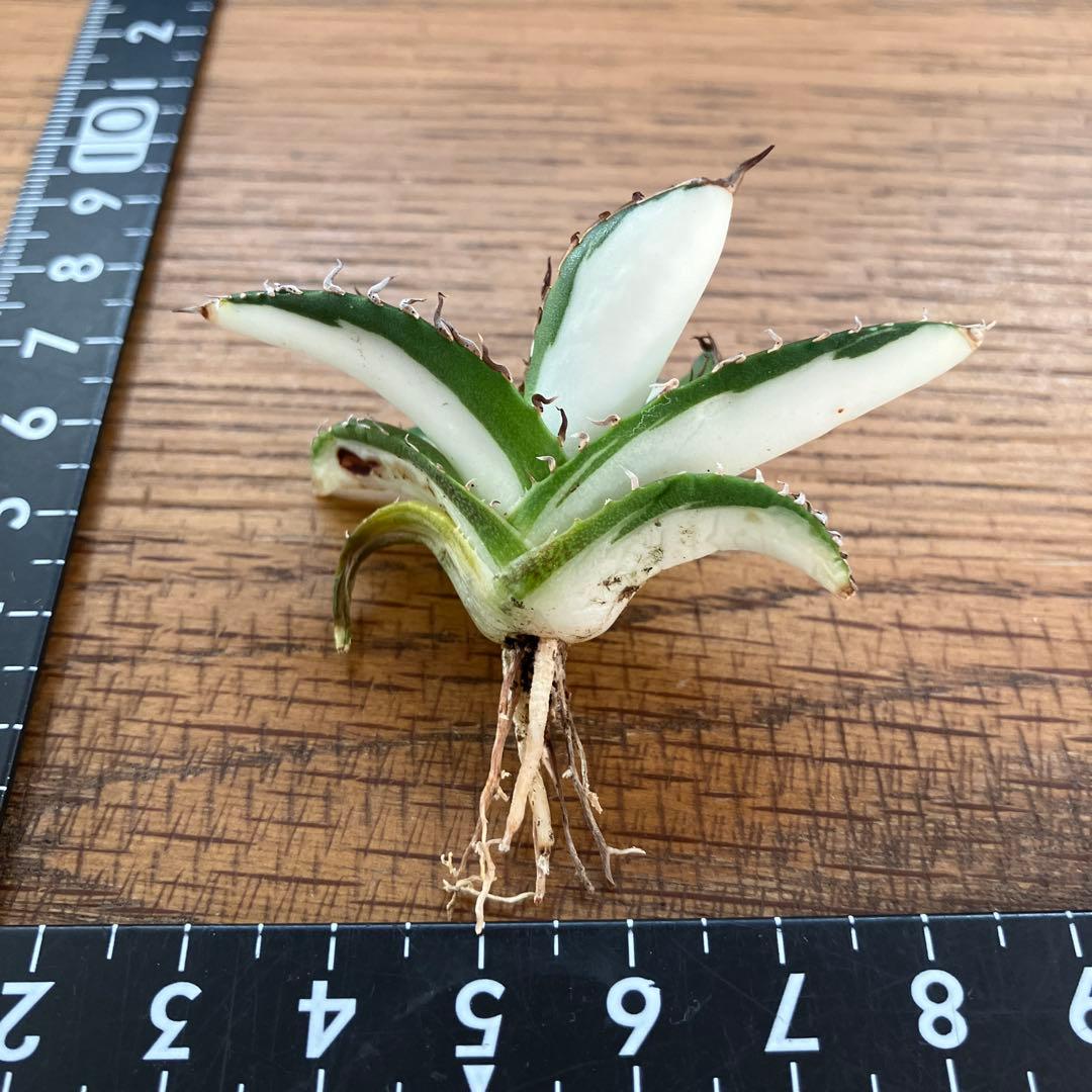 ぱ*る様 【オークション】⑧太斑　アガベ　太陽神錦　白中斑　TC 根付き