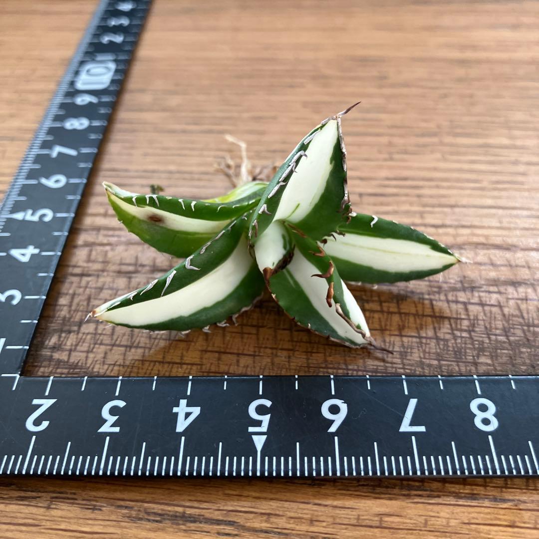 ぱ*る様 【オークション】⑧太斑　アガベ　太陽神錦　白中斑　TC 根付き