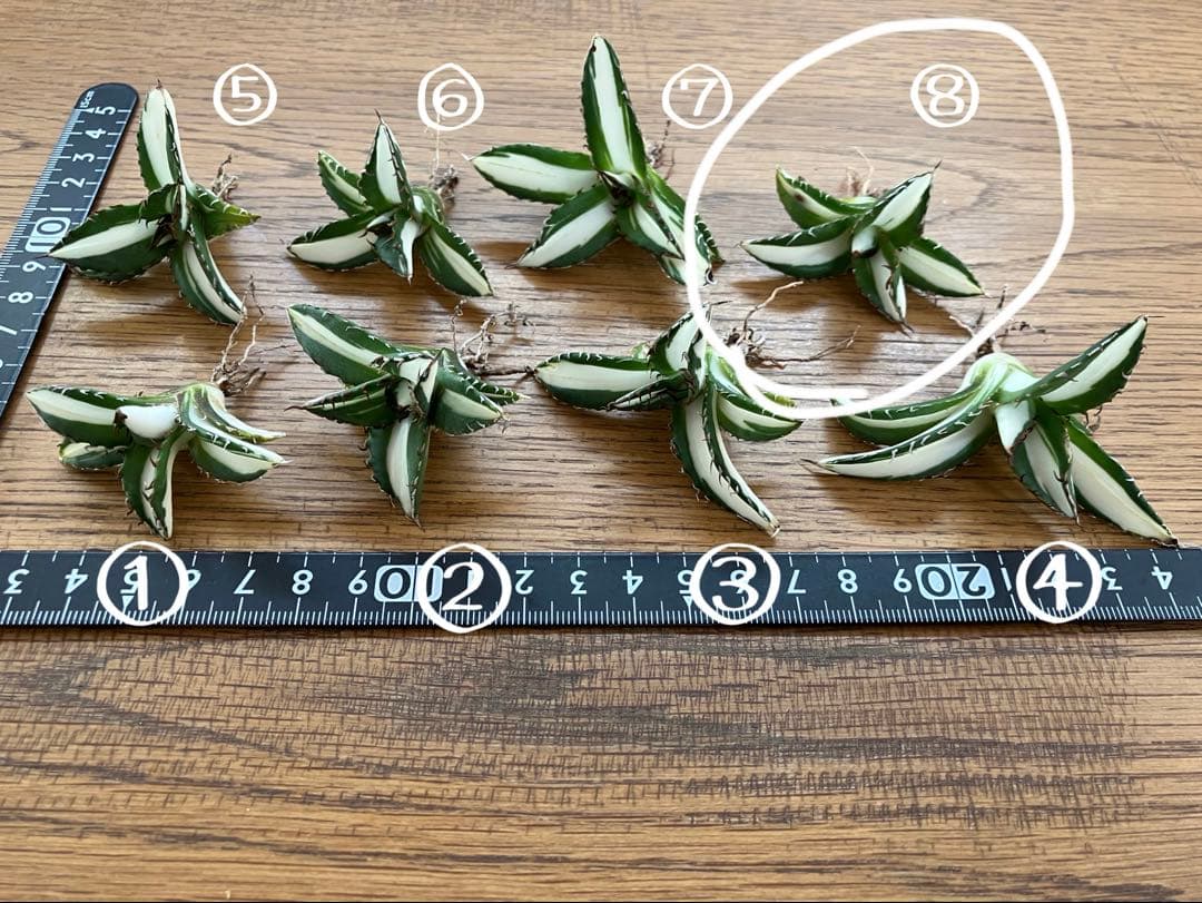 ぱ*る様 【オークション】⑧太斑　アガベ　太陽神錦　白中斑　TC 根付き