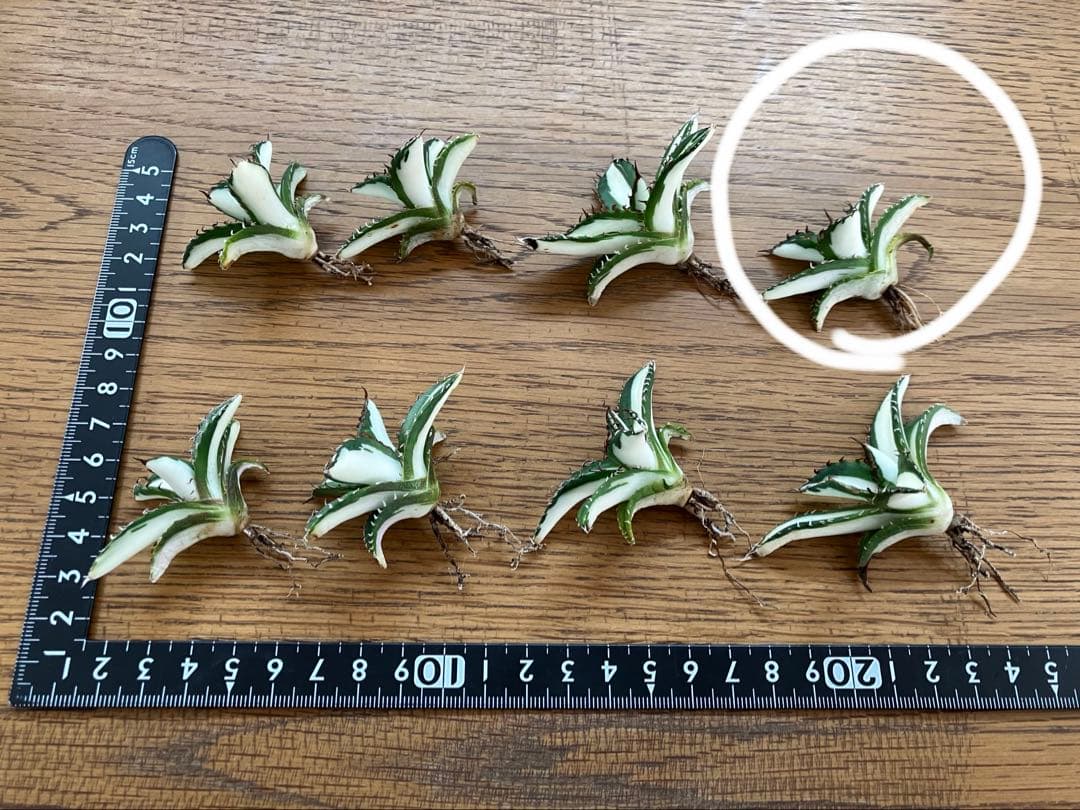 ぱ*る様 【オークション】⑧太斑　アガベ　太陽神錦　白中斑　TC 根付き