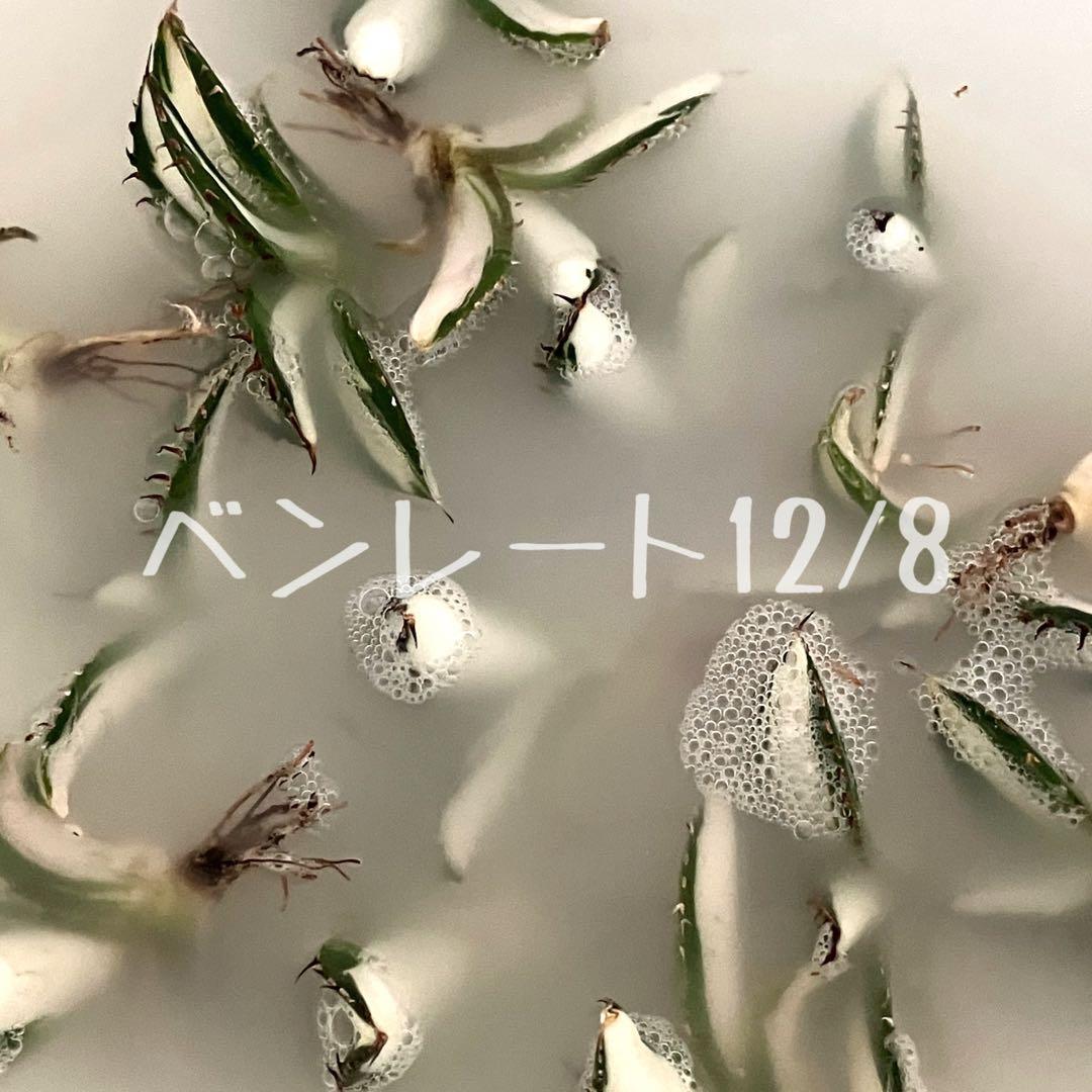 ぱ*る様 【オークション】⑧太斑　アガベ　太陽神錦　白中斑　TC 根付き