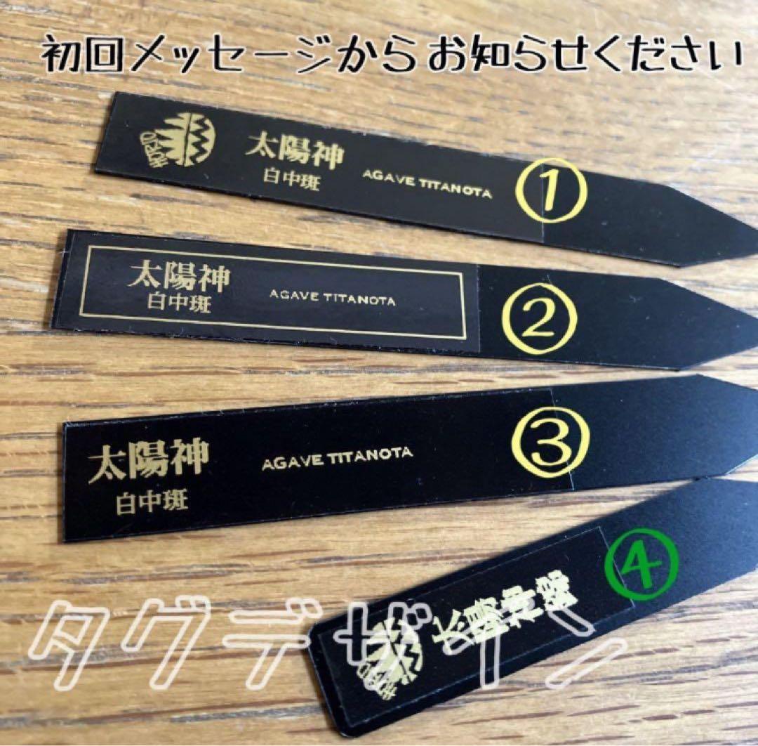 ぱ*る様 【オークション】⑧太斑　アガベ　太陽神錦　白中斑　TC 根付き