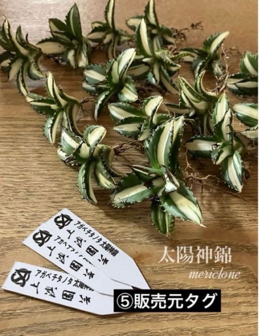 ぱ*る様 【オークション】⑧太斑　アガベ　太陽神錦　白中斑　TC 根付き