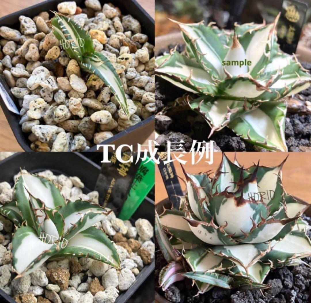 ぱ*る様 【オークション】⑧太斑　アガベ　太陽神錦　白中斑　TC 根付き