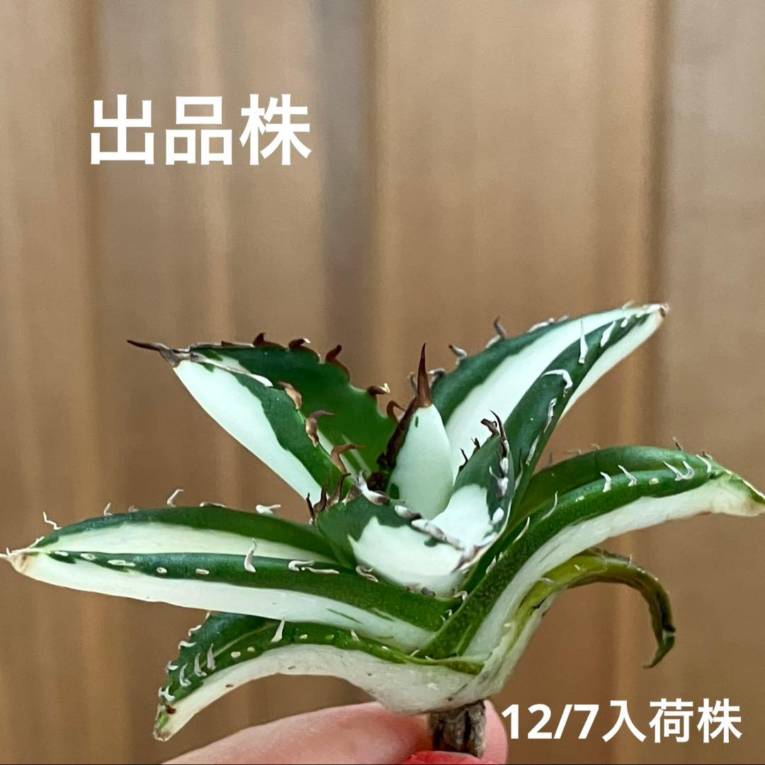 ぱ*る様 【オークション】⑧太斑　アガベ　太陽神錦　白中斑　TC 根付き