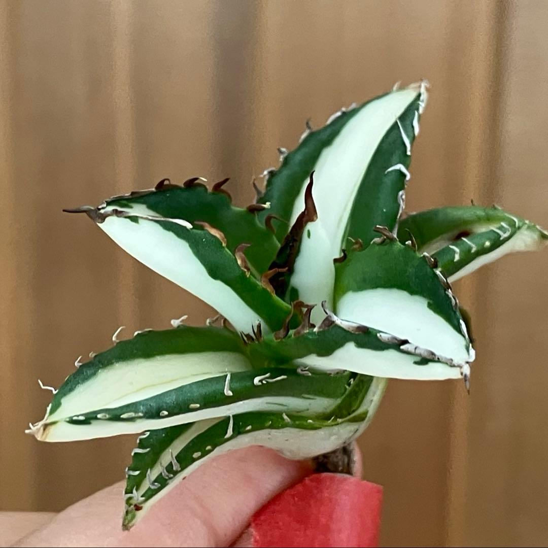 ぱ*る様 【オークション】⑧太斑　アガベ　太陽神錦　白中斑　TC 根付き