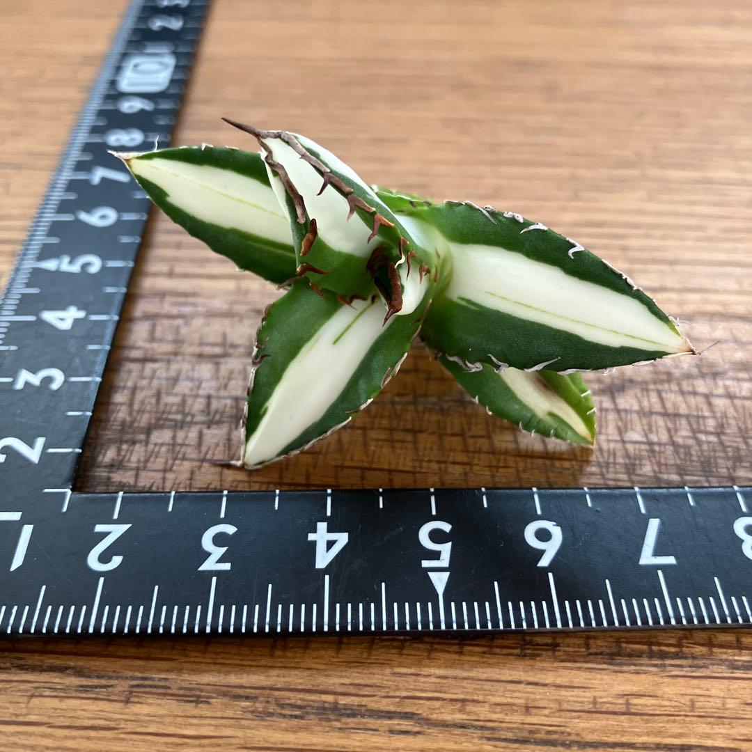 ぱ*る様 【オークション】⑧太斑　アガベ　太陽神錦　白中斑　TC 根付き