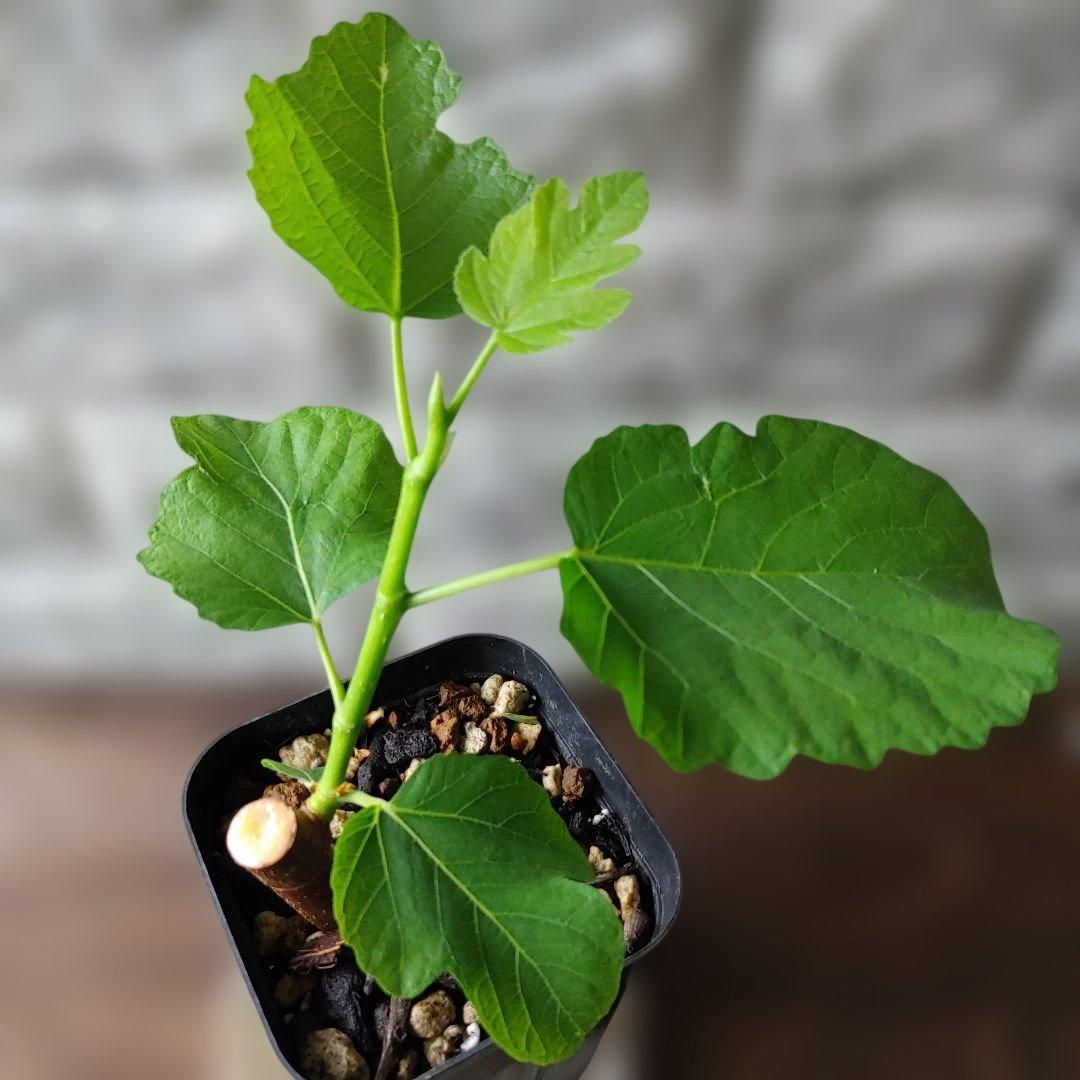 イチジク挿木苗 Jamal Al Asfar