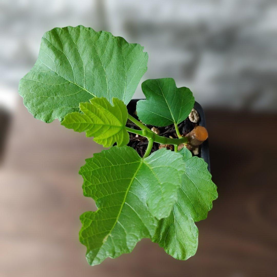 イチジク挿木苗 Jamal Al Asfar