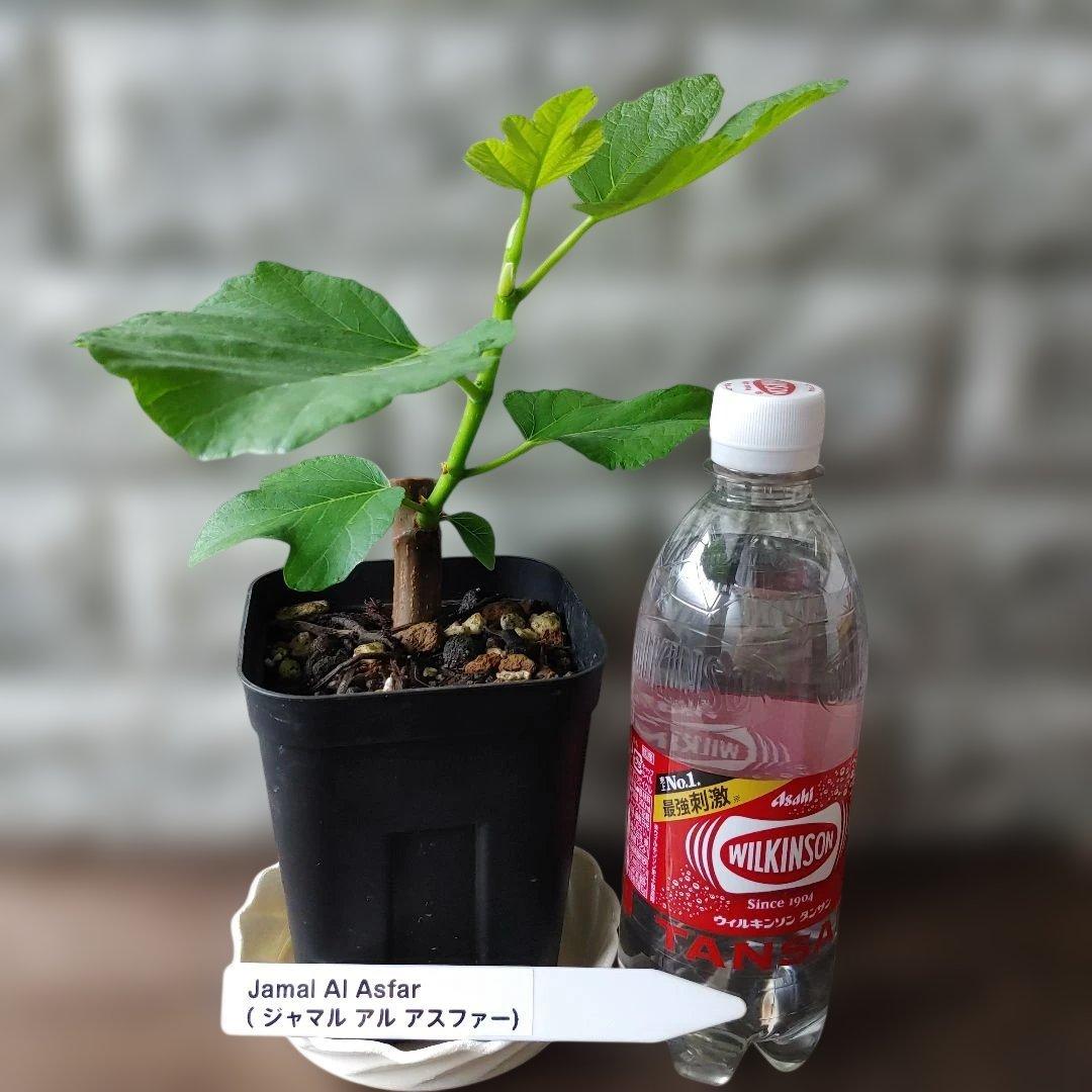 イチジク挿木苗 Jamal Al Asfar