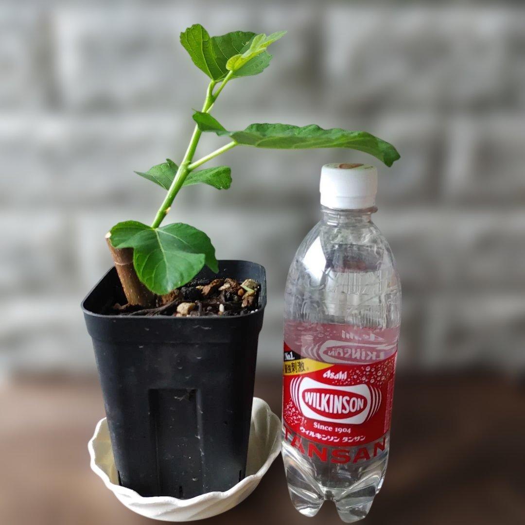 イチジク挿木苗 Jamal Al Asfar