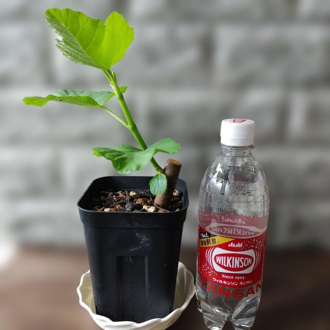 イチジク挿木苗 Jamal Al Asfar