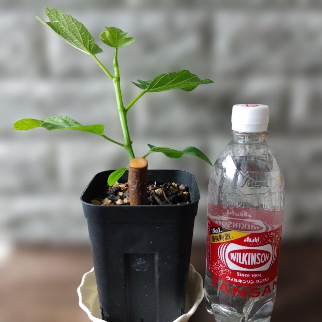 イチジク挿木苗 Jamal Al Asfar