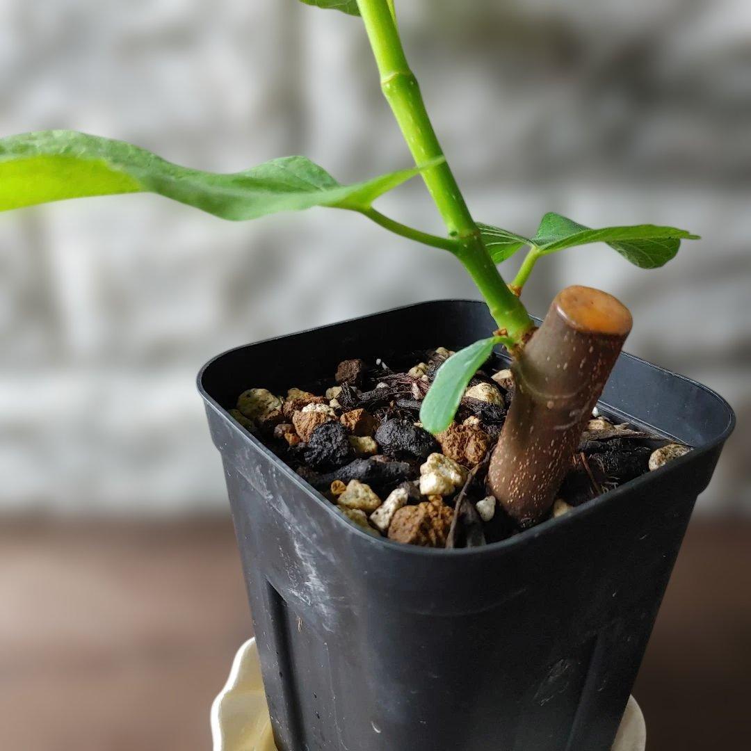 イチジク挿木苗 Jamal Al Asfar