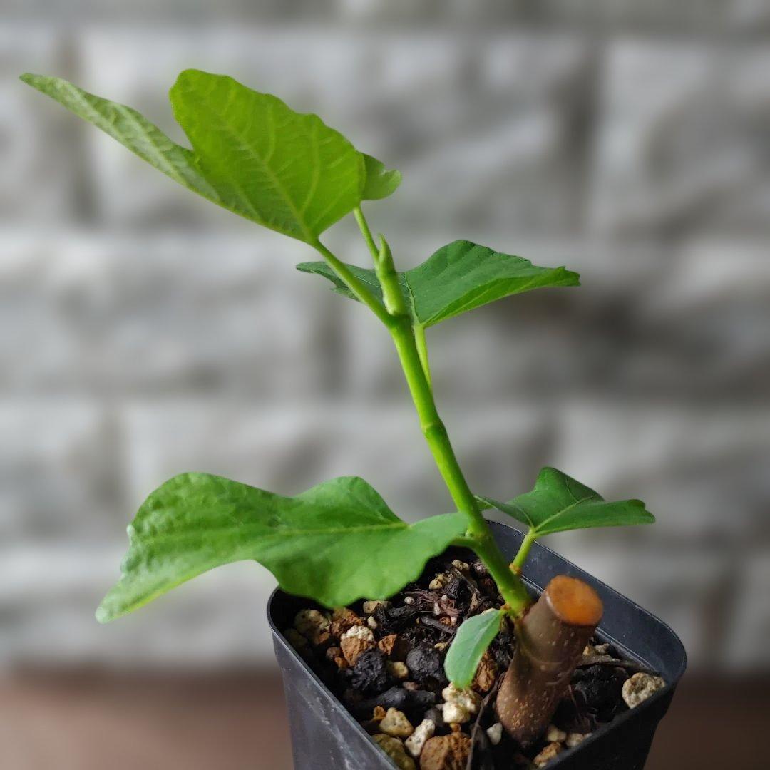 イチジク挿木苗 Jamal Al Asfar